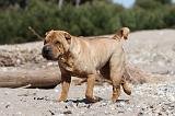 SHAR-PEI 359